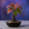 Crimson Serenity Bonsai Tree