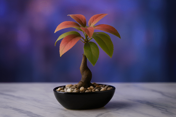 Crimson Serenity Bonsai Tree